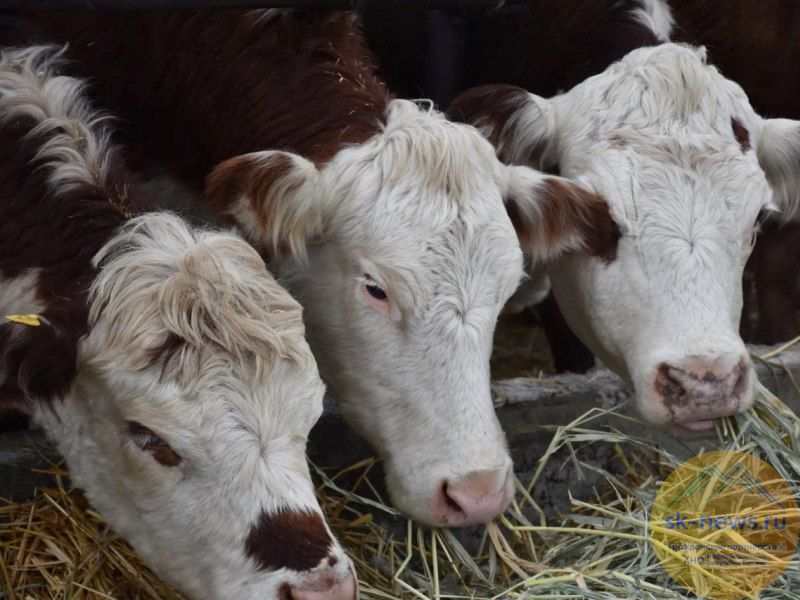 Происшествия