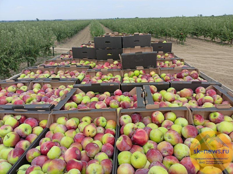 На хранение на зиму и весну садоводы Ставрополья заложили более 42 тысяч тонн яблок