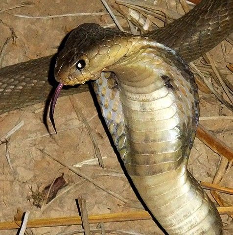 Российский путешественник Дмитрий Арбузов полгода провел в ЮВА. Предоставил нашему сайту снимки.