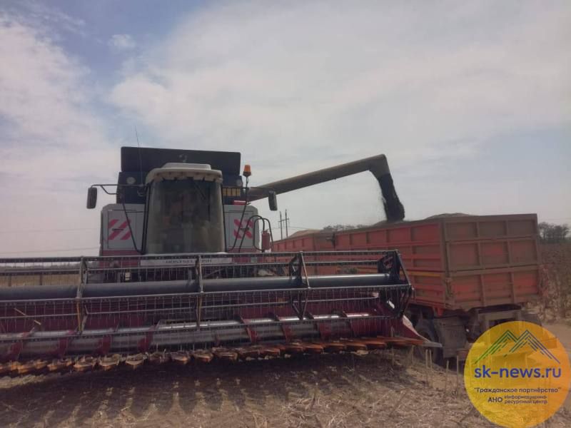 Аграрии Ставрополья завершили уборку подсолнечника с намолотом почти 370 тысяч тонн маслосемян