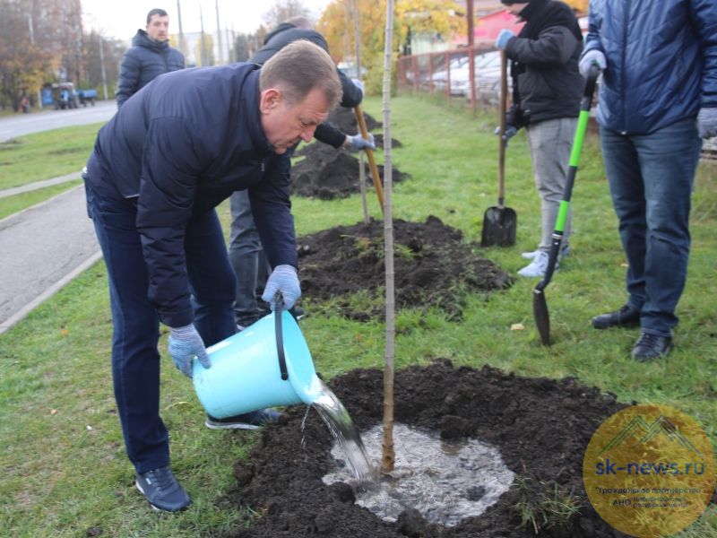В традиционные осенние высадки более 700 новых деревьев появились на улицах Ставрополя