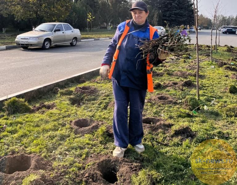 Общественные территории Благодарного украсят 450 розовых кустов «флорибунды»