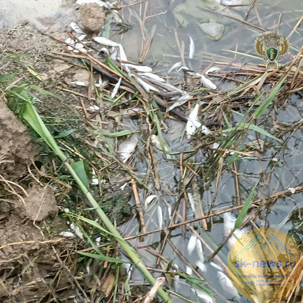 Образование