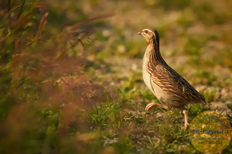 С собаками сезон охоты продлится на Ставрополье до 2 января 2026 года