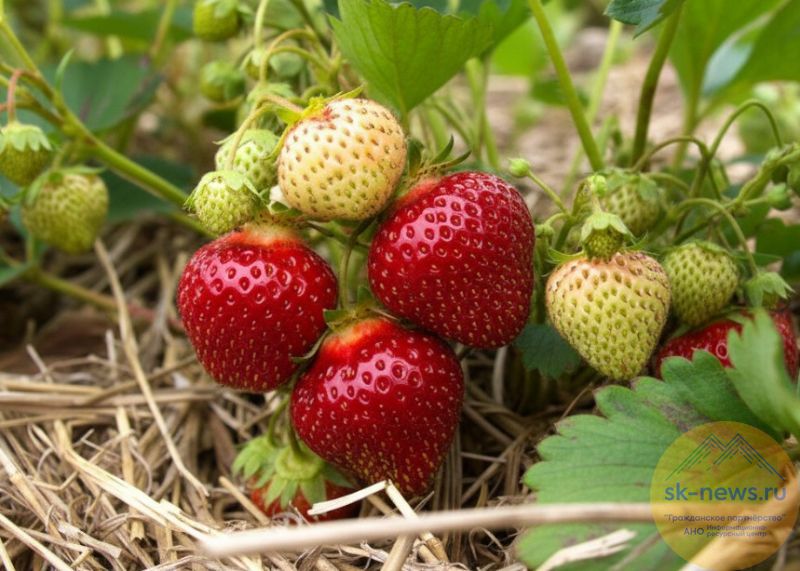 В КБР становится не только яблочной, но и ягодной — республика на втором месте в округе по сбору лакомств