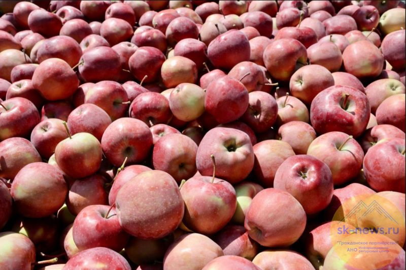 В Тамбовской области задержан подозреваемый в многотысячном мошенничестве с яблоками из Кабардино-Балкарии