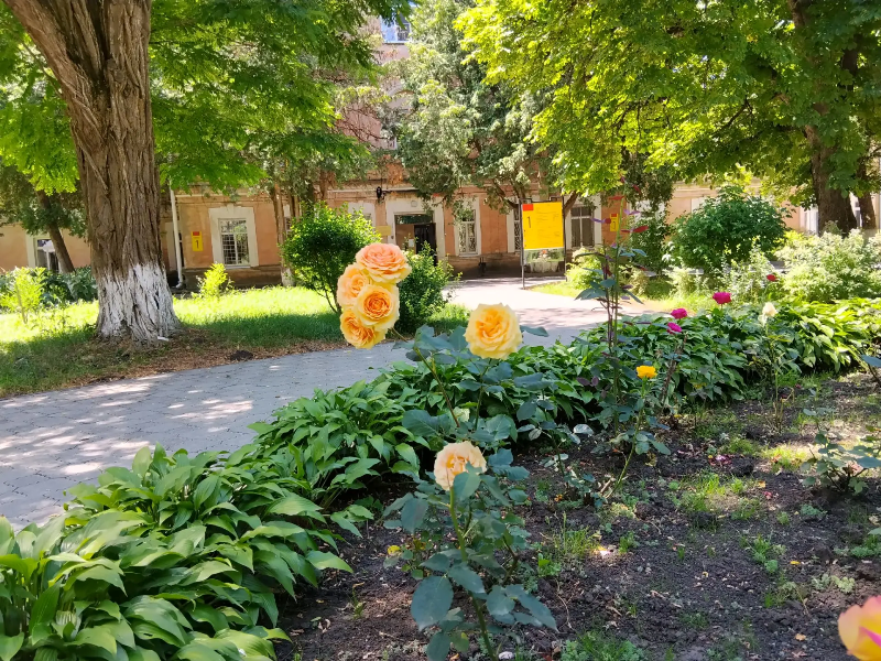 Власти