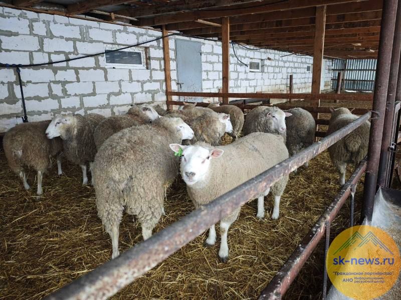 На Ставрополье господдержка производства шерсти в 2026 году превысит 54 млн рублей