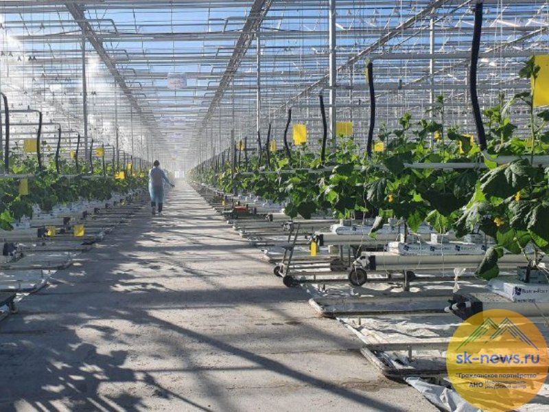 В Предгорье на площади 6,5 гектаров построят новый тепличный комплекс для выращивания огурцов