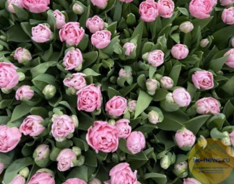 Происшествия