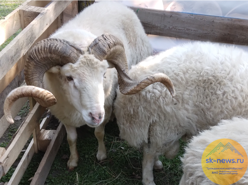 Продавшего на сторону 366 фермерских овец в Карачаево-Черкесии чабана будут судить