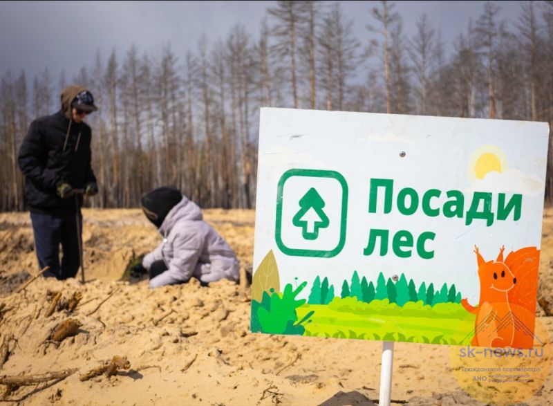 На платформе «Посади лес» появился рейтинг участников, вырастивших больше всего деревьев 