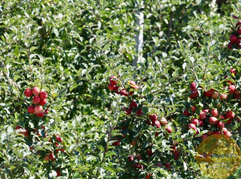 Саженцы-призраки: аферу с яблоневым садом за 1,6 млн рублей раскрыли в Кабардино-Балкарии