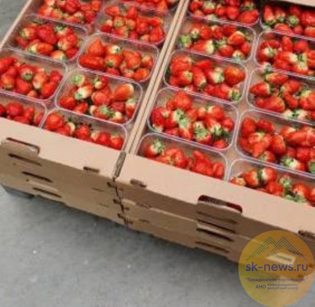 Аграрии Предгорья в тепличном комплексе в Нежинском собрали первые в этом году 80 т клубники