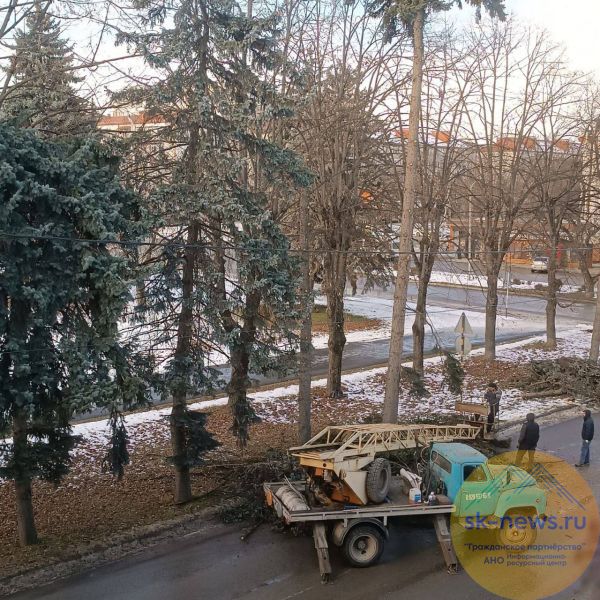 Вырубку деревьев в центре Нальчика остановили после протестов жителей