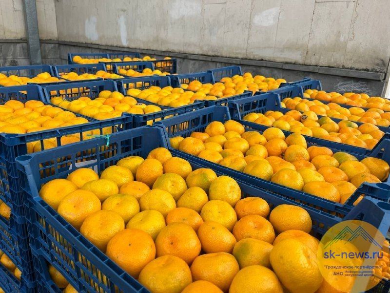 Жители Предгорья решили порадовать военнослужащих в зоне СВО тонной мандаринов
