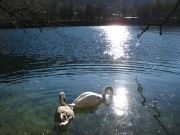 2011.12.28-diving05.JPG