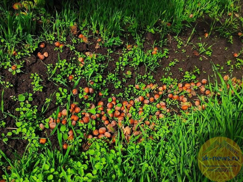 Природно-климатические условия Ставрополья позволили освоить новые орехоплодные культуры