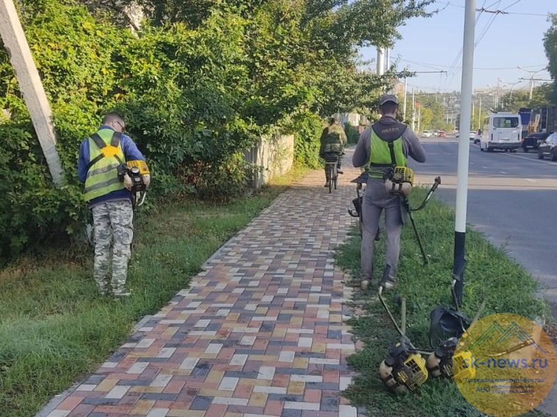 В Ставрополе в этом году потратят почти 5 миллионов рублей на борьбу с амброзией