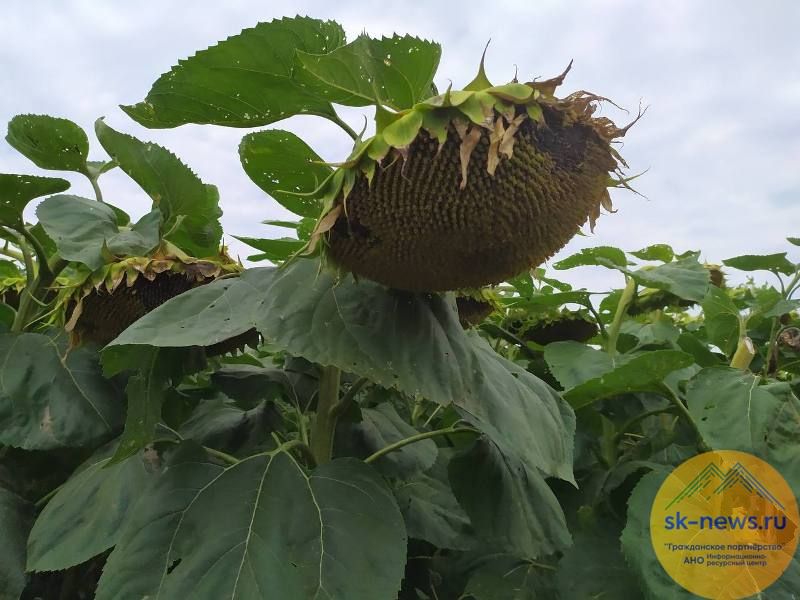В Предгорье завершили уборку подсолнечника с урожаем 20,7 тысячи тонн