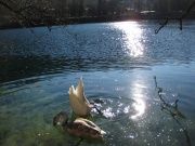 2011.12.28-diving03.JPG