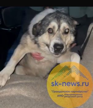 Печальная история доброго пса по кличке Серик из Чегема, которого опекали неравнодушные люди