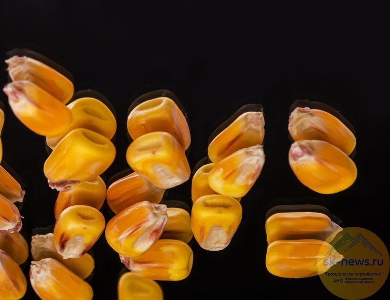 Купить Кукурузу На Авито Оптом