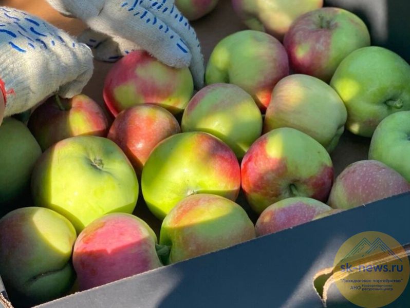 На Ставрополье более ста производителей пишёвки наладили импортозамещение