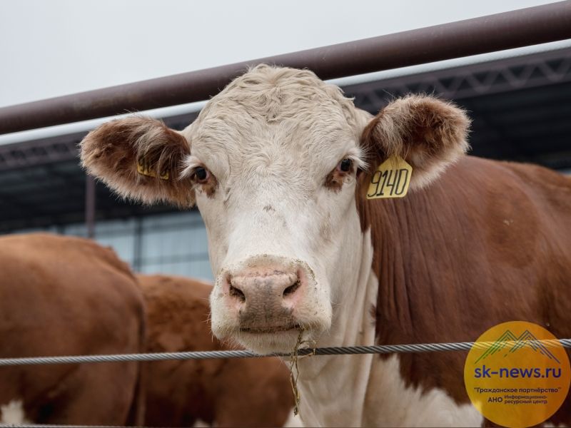 На Ставрополье в 2025 году аграриям одобрили 1035 заявок на льготные кредиты на 45 миллиардов рублей