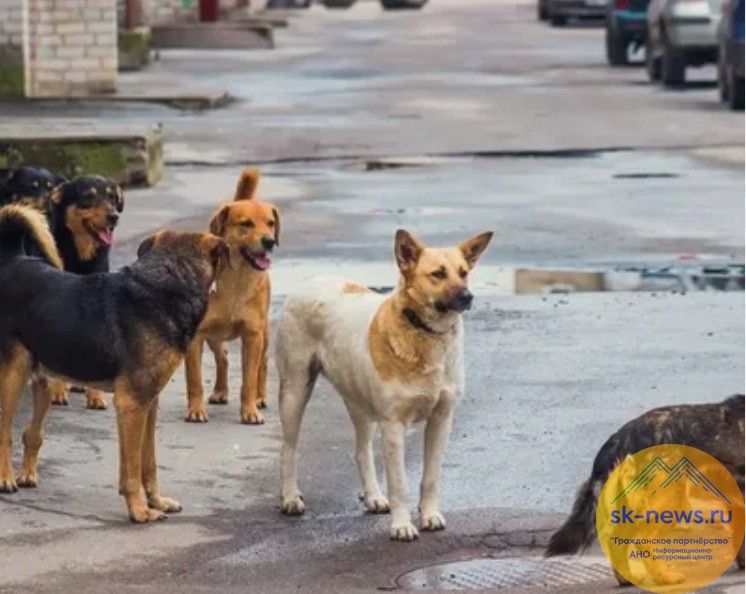 Бродячие собаки в Кабардино‑Балкарии: между безопасностью людей и гуманным отношением к животным