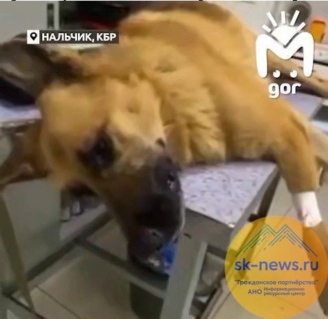 Шок: Дело о насильнике животных и угрозах жителям Нальчика взяла на контроль прокуратура КБР