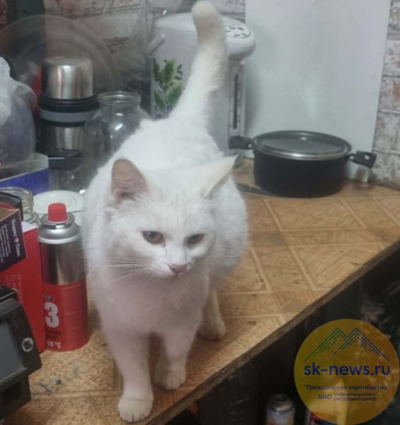Чудесное спасение белоснежной кошки Дульцинеи в городе Прохладный