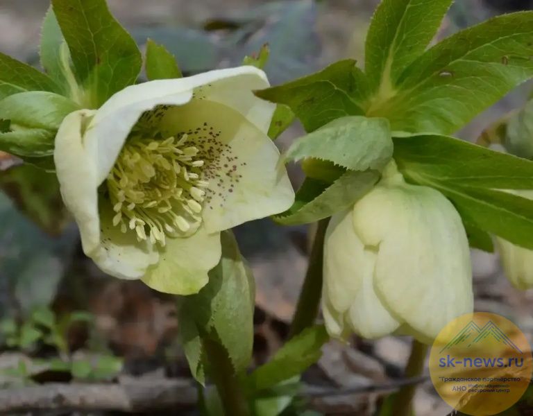 Летопись СВО