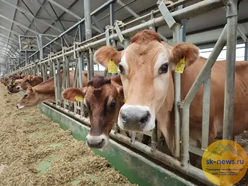 В уходящем году аграриям Ставрополья выдали 6,7 млрд рублей в виде господдержки