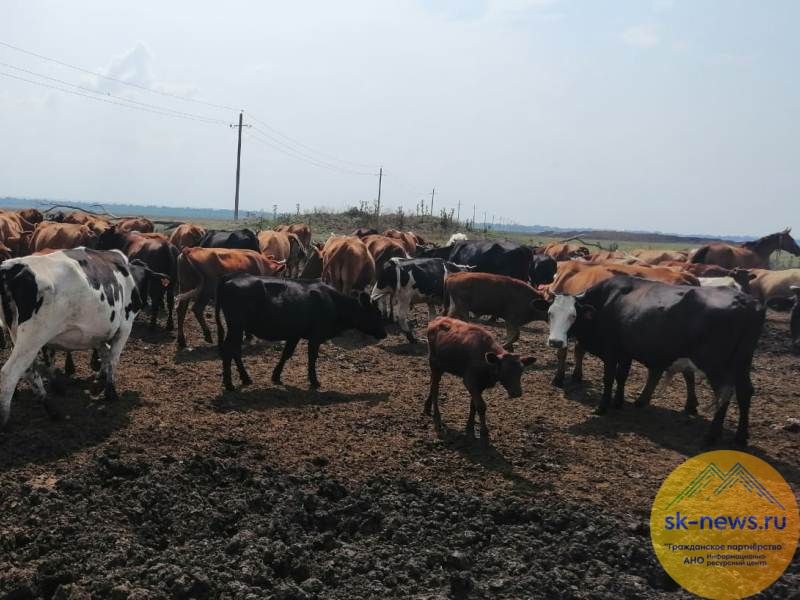 Пожилой житель Черкесска подставил жену с грантом, обналичив и потратив 2 млн рублей на личные нужды