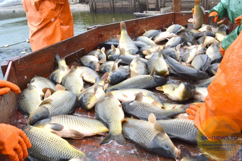 На Ставрополье активно ведут вылов товарной рыбы: толстолобика, белого амура, карпа, форели и осетров