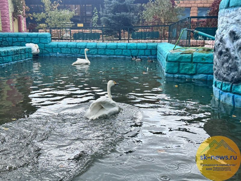 Белоснежные лебеди из Центрального парка Ставрополя вернулись в свою зимнюю обитель