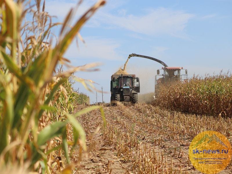 В Предгорье урожай кукурузы в два раз превысил показатели 2024 года