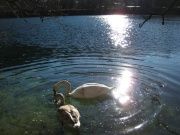2011.12.28-diving04.JPG